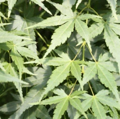 Japanischer Fächerahorn Going Green® 40-60cm - Acer Palmatum