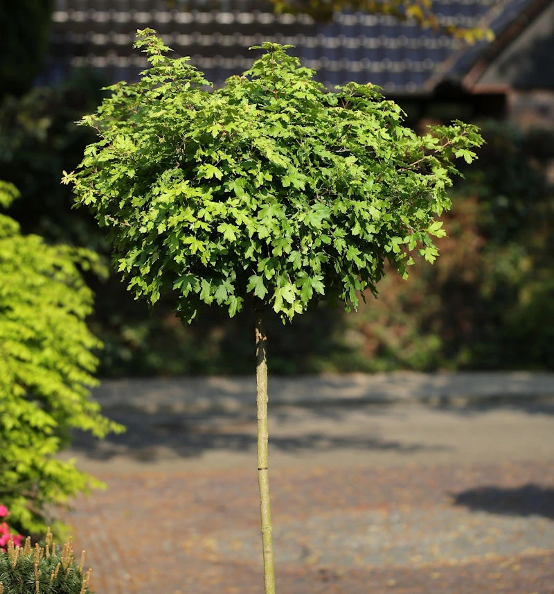 Hochstamm Kugel Feldahorn Nanum 125-150cm - Acer Campestre 3 Hochstamm Kugel Feldahorn Nanum 125-150cm - Acer Campestre