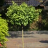 Hochstamm Kugel Feldahorn Nanum 100-125cm - Acer Campestre -Hortensies Geschaft Acer campestre Nanum Stamm