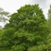 Feldahorn 60-80cm - Acer Campestre -Hortensies Geschaft Acer campestre 1