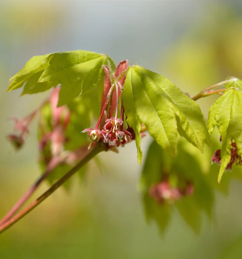 Weinblatt Ahorn 80-100cm - Acer Circinatum 3 Weinblatt Ahorn 80-100cm - Acer Circinatum