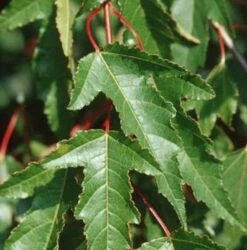 Feuer Ahorn 40-60cm - Acer Ginnala