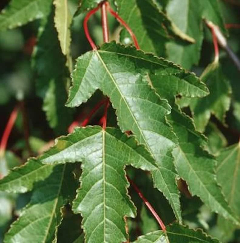 Feuer Ahorn 40-60cm - Acer Ginnala 3 Feuer Ahorn 40-60cm - Acer Ginnala