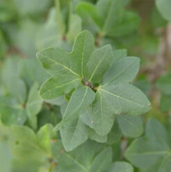 Ahorn Orientalia 80-100cm - Acer Orientalia