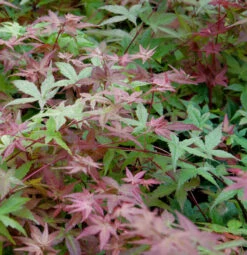 Japanischer Schlitzahorn Beni Maiko 40-60cm - Acer Palmatum