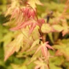 Fächerahorn Bii-Hoo 30-40cm - Acer Palmatum -Hortensies Geschaft Acer palmatum Bii Hoo 1