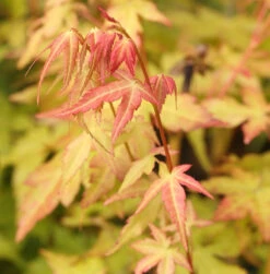 Fächerahorn Bii-Hoo 30-40cm - Acer Palmatum