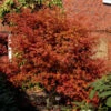Rotaustreibender Fächerahorn Deshojo 80-100cm - Acer Palmatum -Hortensies Geschaft Acer palmatum Deshojo