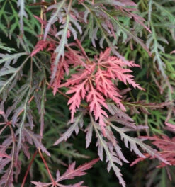 Hochstamm Schlitzahorn Orangeola 40-60cm - Acer Palmatum