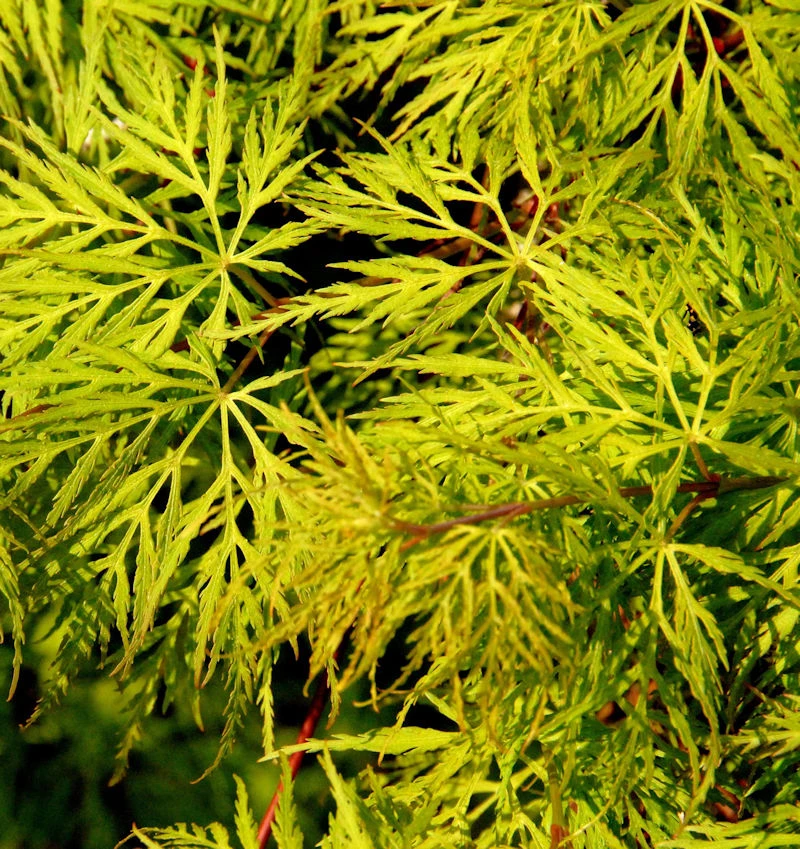 Schlitzfächerahorn Emerald Lace 40-50cm - Acer Palmatum 3 Schlitzfächerahorn Emerald Lace 40-50cm - Acer Palmatum