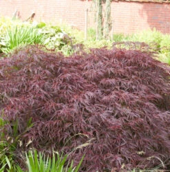 Dunkelroter Schlitz Ahorn Garnet 50-60cm - Acer Palmatum
