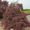 Fächerahorn Inaba Shidare 70-80cm - Acer Palmatum -Hortensies Geschaft Acer palmatum Inaba shidare 1