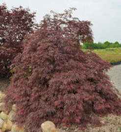 Fächerahorn Inaba Shidare 50-60cm - Acer Palmatum