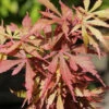 Hochstamm Fächerahorn Jerre Schwartz 60-80cm - Acer Palmatum -Hortensies Geschaft Acer palmatum JerreSchwartz