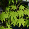 Japanischer Schlitzahorn Limelight 60-80cm - Acer Palmatum -Hortensies Geschaft Acer palmatum Limelight 1