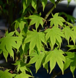 Japanischer Schlitzahorn Limelight 60-80cm - Acer Palmatum