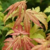 Fächerahorn Orange Dream 60-80cm - Acer Palmatum -Hortensies Geschaft Acer palmatum OrangeDream