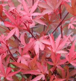 Hochstamm Zwergahorn Shaina 80-100cm - Acer Palmatum