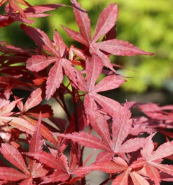 Hochstamm Fächer Ahorn Skeeters Broom 60-80cm - Acer Palmatum