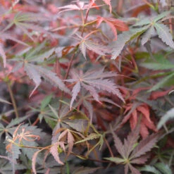 Fächerahorn Sumi-nagashi 100-125cm - Acer Palmatum