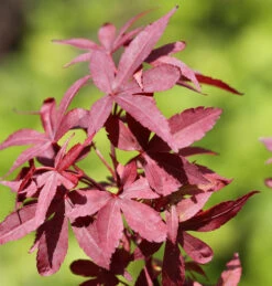 Japanischer Ahorn Twomblys Red Sentinel 80-100cm - Acer Palmatum