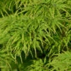 Hochstamm Fächerahorn Dissectum Viridis 80-100cm - Acer Palmatum 1 Hochstamm Fächerahorn Dissectum Viridis 80-100cm - Acer Palmatum -Hortensies Geschaft Acer palmatum Viridis 1