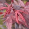 Roter Fächerahorn Bloodgood 100-125cm - Acer Palmatum -Hortensies Geschaft Acer palmatumBloodgood 1