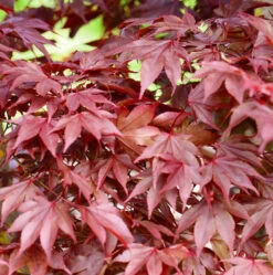 Fächerahorn Fireglow 60-80cm - Acer Palmatum