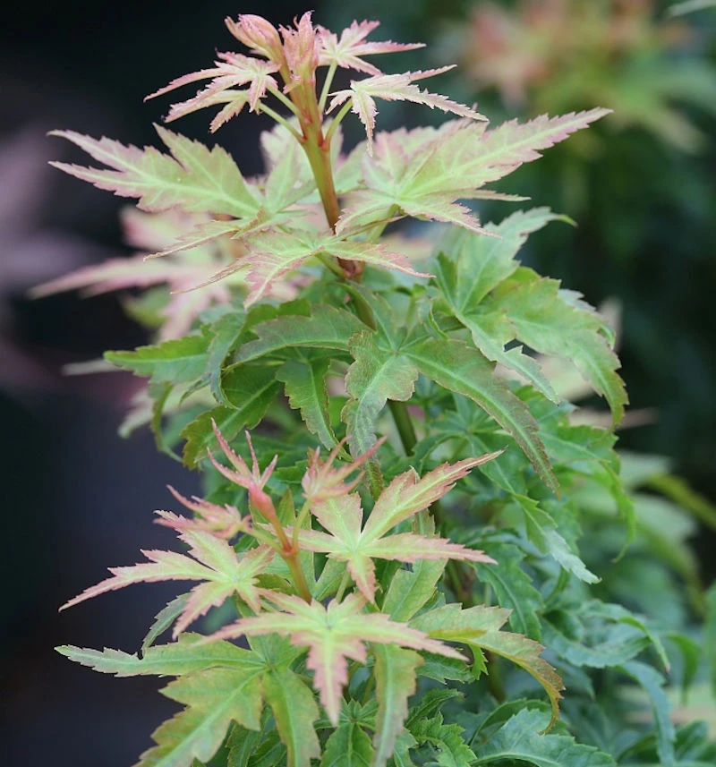 Fächerahorn Kotohime 30-40cm - Acer Palmatum 3 Fächerahorn Kotohime 30-40cm - Acer Palmatum