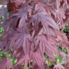 Fächerahorn Moonfire 60-80cm - Acer Palmatum -Hortensies Geschaft Acer palmatumMoonfire