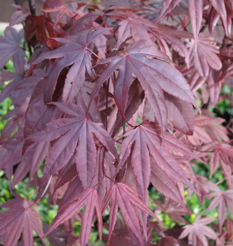 Fächerahorn Moonfire 60-80cm - Acer Palmatum 3 Fächerahorn Moonfire 60-80cm - Acer Palmatum