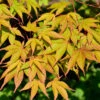 Fächerahorn Osakazuki 100-125cm - Acer Palmatum -Hortensies Geschaft Acer palmatumOsakazuki
