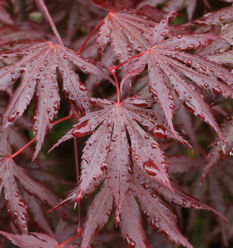 Fächer Ahorn Trompenburg 80-100cm - Acer Palmatum 3 Fächer Ahorn Trompenburg 80-100cm - Acer Palmatum