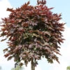 Hochstamm Säulen Blut Ahorn 125-150cm - Acer Platanoides -Hortensies Geschaft Acer platanoides Crimson Sentry Stamnm