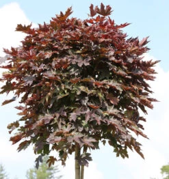 Hochstamm Säulen Blut Ahorn 125-150cm - Acer Platanoides