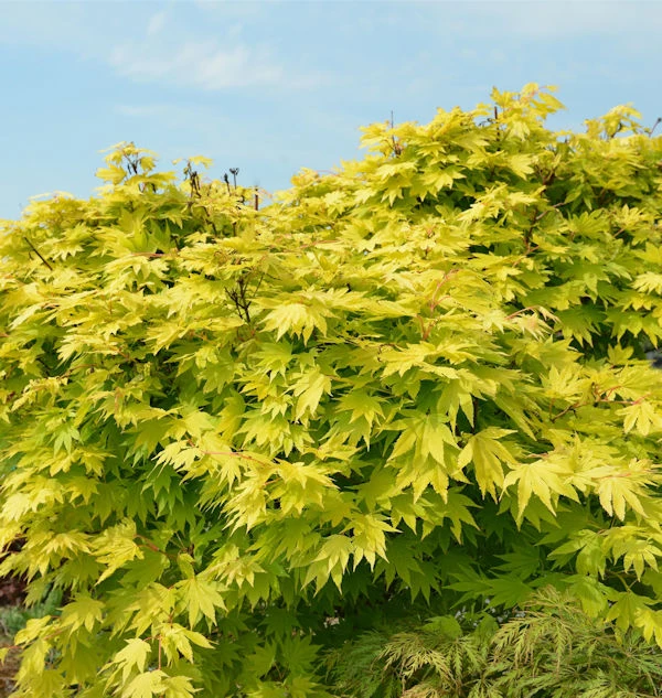 Japanischer Goldahorn Jordan 40-60cm - Acer Shirasawanum Jordan 3 Japanischer Goldahorn Jordan 40-60cm - Acer Shirasawanum Jordan