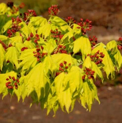 Japanischer Goldahorn 30-40cm - Acer Shirasawanum Aureum
