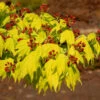 Japanischer Goldahorn 40-50cm - Acer Shirasawanum Aureum 1 Japanischer Goldahorn 40-50cm - Acer Shirasawanum Aureum -Hortensies Geschaft Acer shirasawanumAureum 2