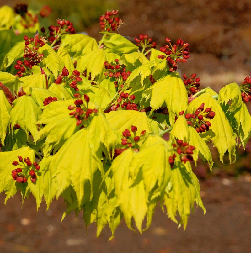 Japanischer Goldahorn 40-50cm - Acer Shirasawanum Aureum 3 Japanischer Goldahorn 40-50cm - Acer Shirasawanum Aureum