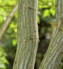 Roter Schlangenhaut Ahorn 100-125cm - Acer Capillipes