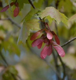 Rot Ahorn 80-100cm - Acer Rubrum