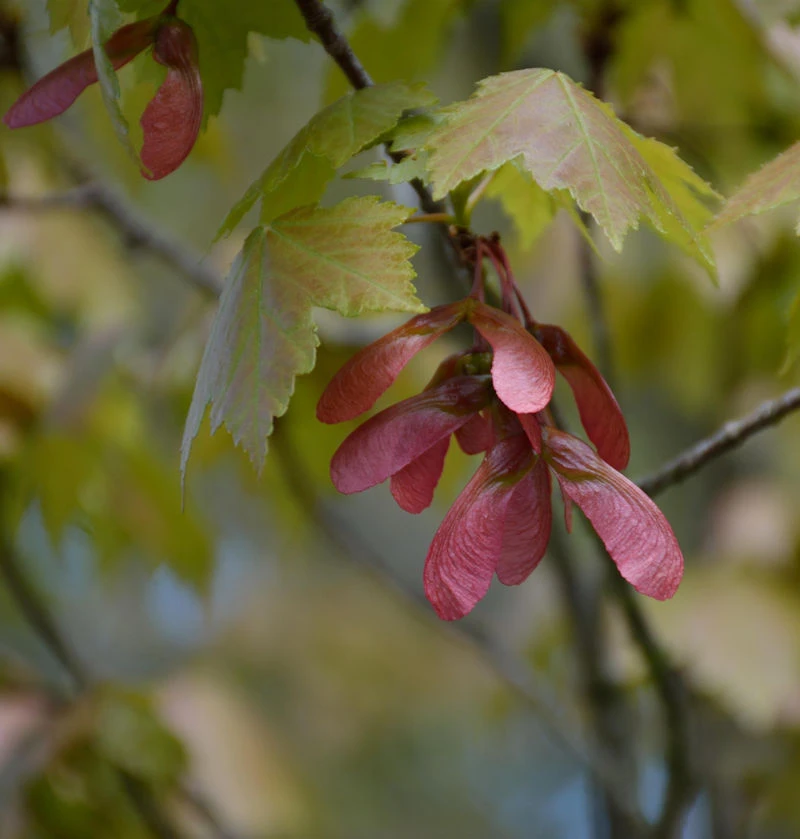Rot Ahorn 100-125cm - Acer Rubrum 3 Rot Ahorn 100-125cm - Acer Rubrum