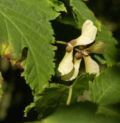 Rostbart Ahorn 60-80cm - Acer Rufinerve