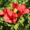 Trompetenblume Flamenco 40-60cm - Campsis Radicans -Hortensies Geschaft Campsis radicans Flamenco 1