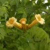 Trompetenblume Golden Trumpet 80-100cm - Campsis Grandiflora -Hortensies Geschaft Campsis radicans Golden Trumpet