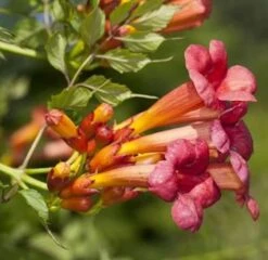 Trompetenblume Stromboli 100-125cm - Campsis Radicans