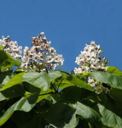 Trompetenbaum 100-125cm - Catalpa Bignonioides