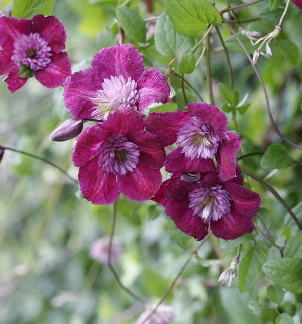 Waldrebe Avant-garde® 60-80cm - Clematis 3 Waldrebe Avant-garde® 60-80cm - Clematis