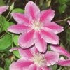Waldrebe Dr Ruppel 60-80cm - Clematis