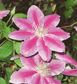 Waldrebe Dr Ruppel 60-80cm - Clematis